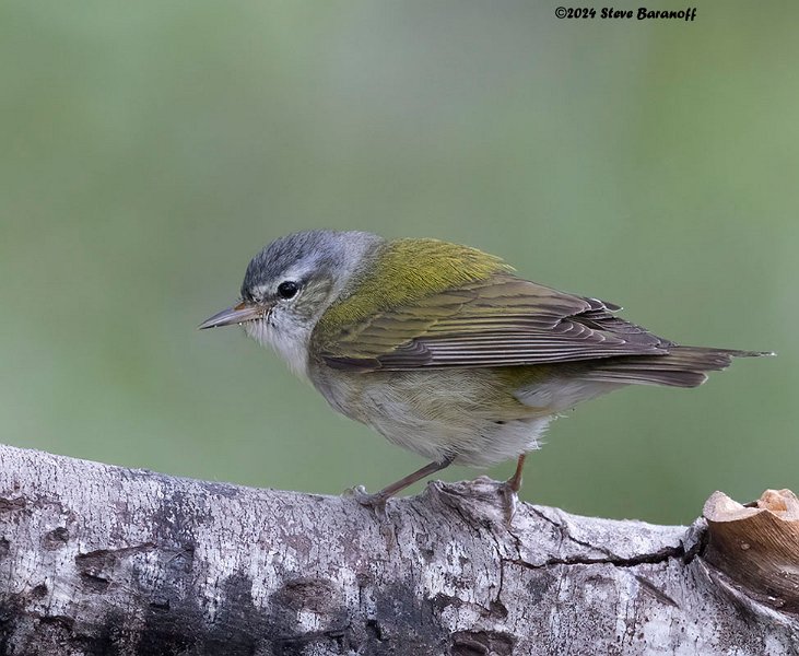 _B248197 tennessee warbler.jpg